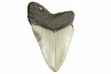 Bargain, Fossil Megalodon Tooth - Serrated Blade #190903-1